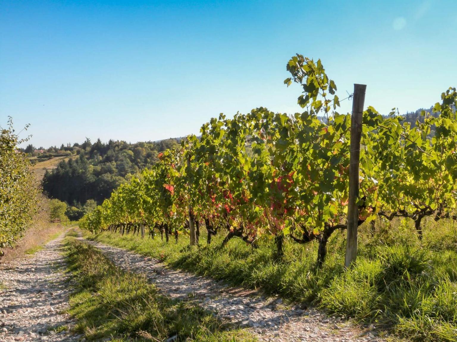 Gites Les Pittoresques Saint-Jean-Saint-Maurice-sur-Loire Εξωτερικό φωτογραφία